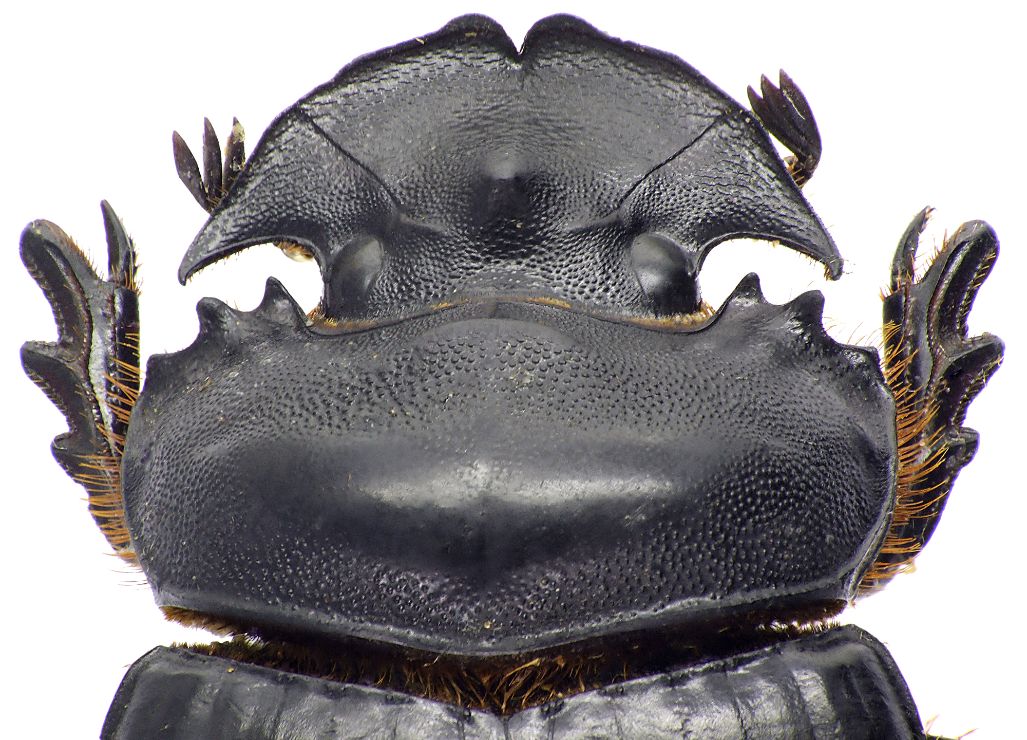 Synapsis tridens 50238cz50.jpg