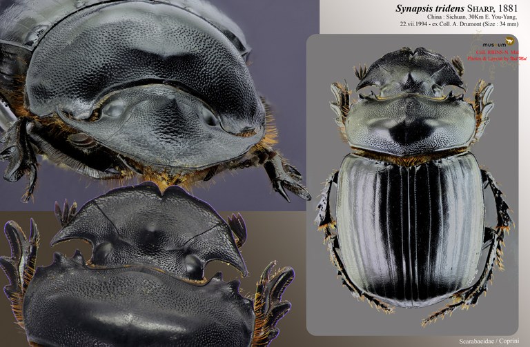 Synopsis tridens.jpg Synopsis tridens.jpg