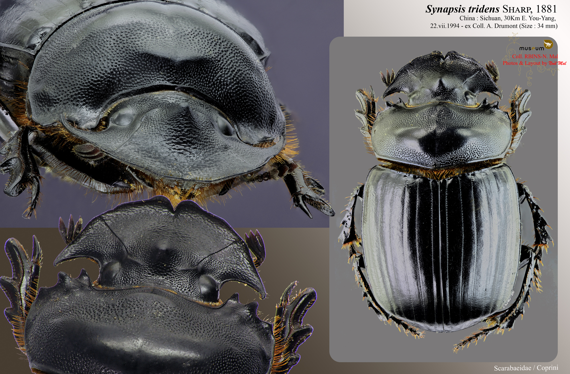 Synopsis tridens.jpg