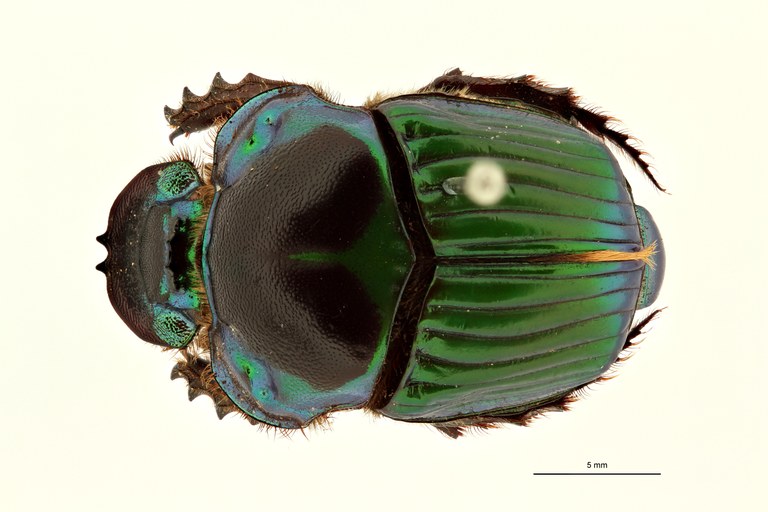 Taurocopris mirabiliformis t F D ZS PMax Scaled.jpeg Taurocopris mirabiliformis t F D ZS PMax Scaled.jpeg