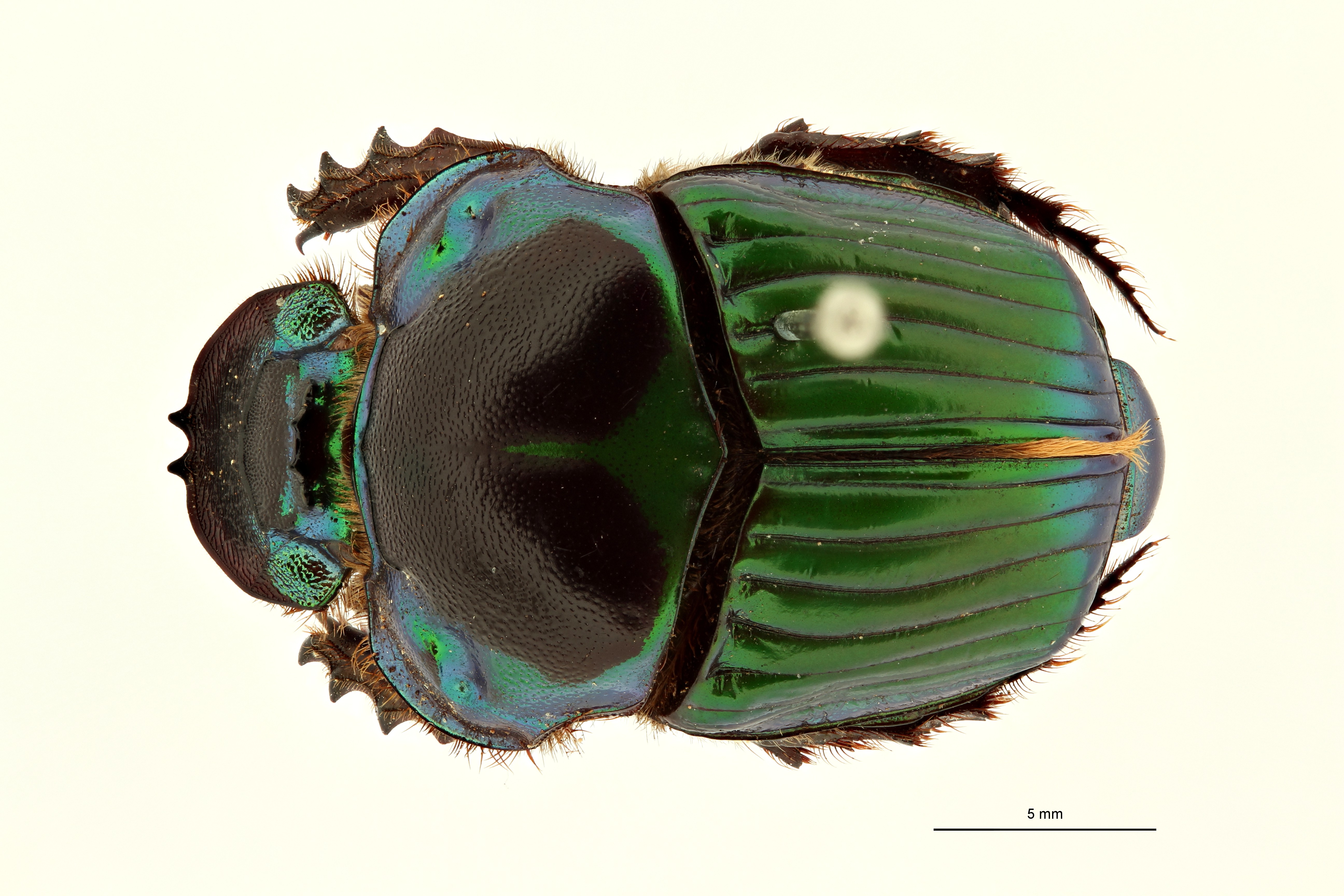 Taurocopris mirabiliformis t F D ZS PMax Scaled.jpeg