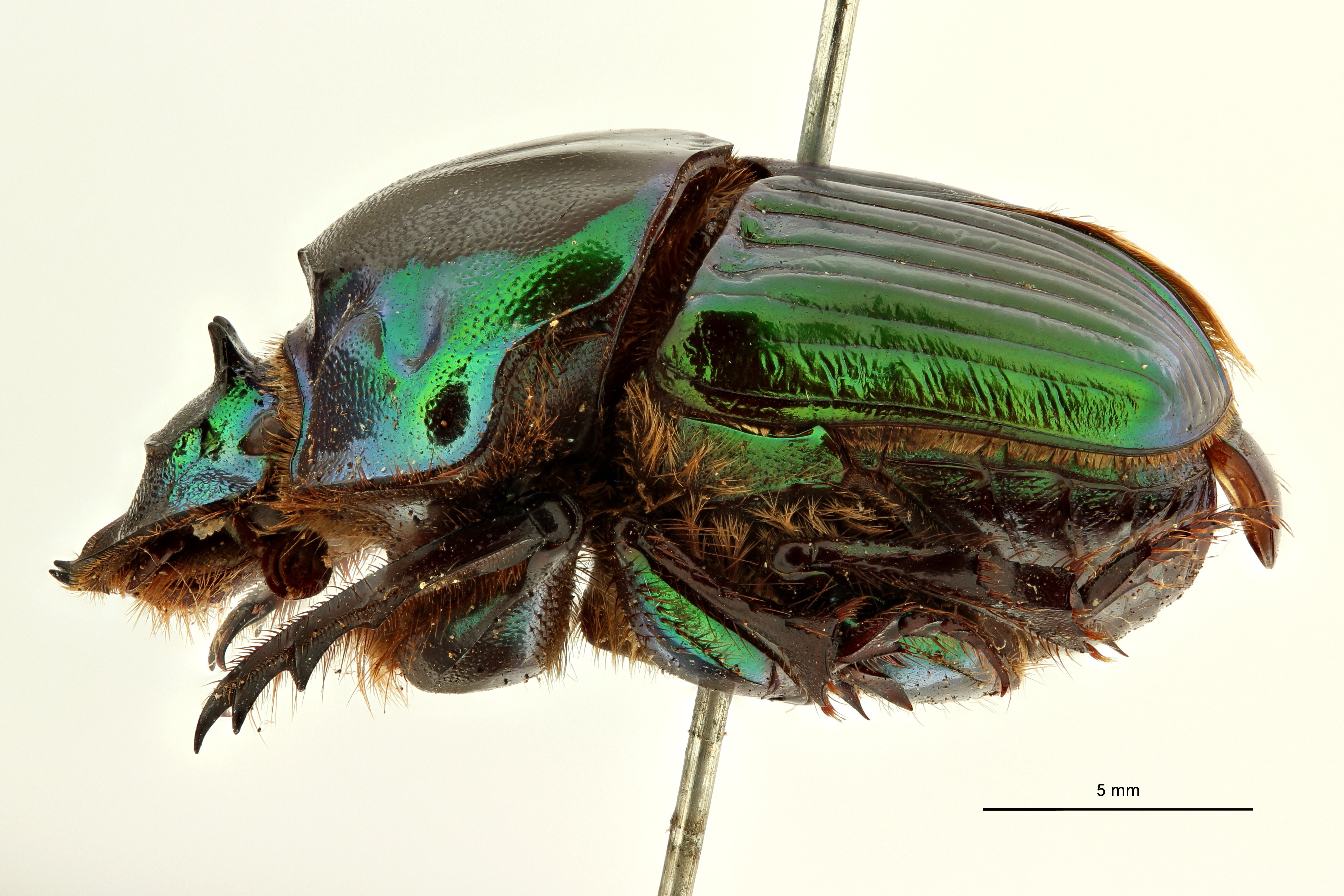 Taurocopris mirabiliformis t F L ZS PMax Scaled.jpeg
