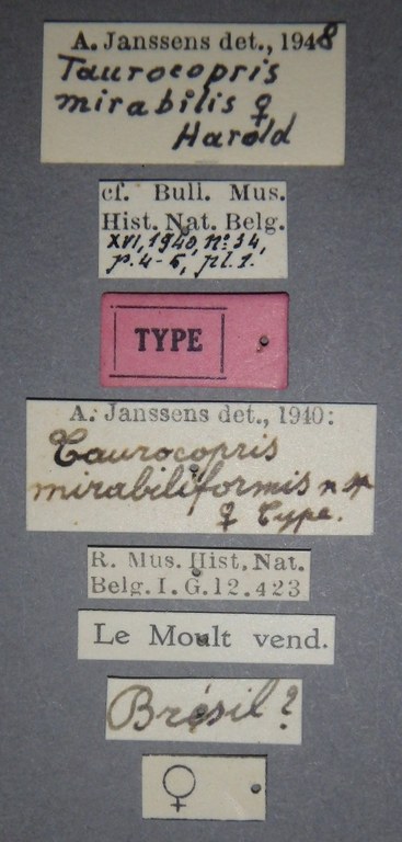 Taurocopris mirabiliformis t F Lb.jpg Taurocopris mirabiliformis t F Lb.jpg