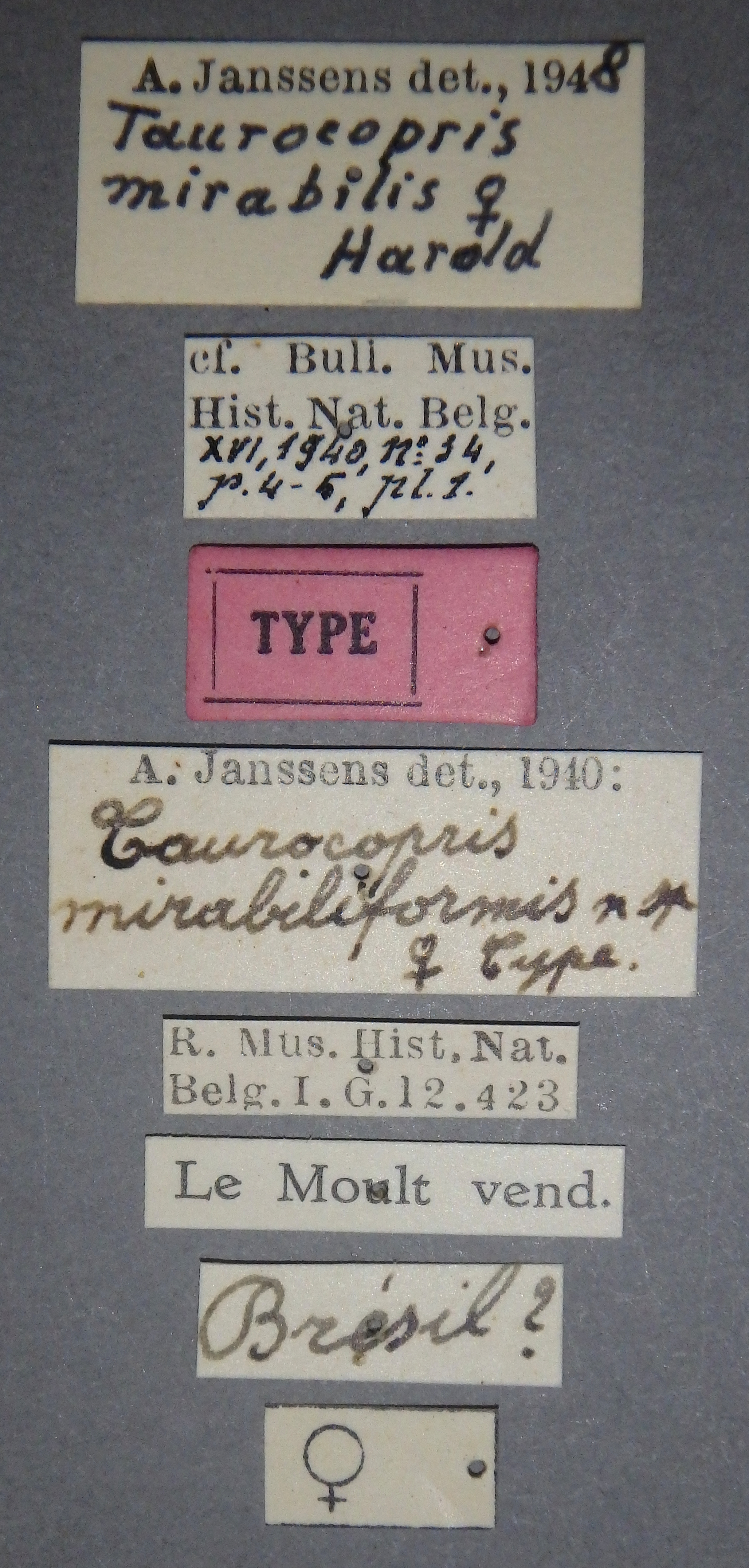 Taurocopris mirabiliformis t F Lb.jpg