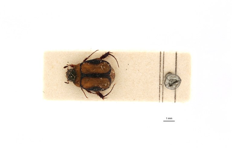 Microserica leopoldiana st D.jpg Microserica leopoldiana st D.jpg