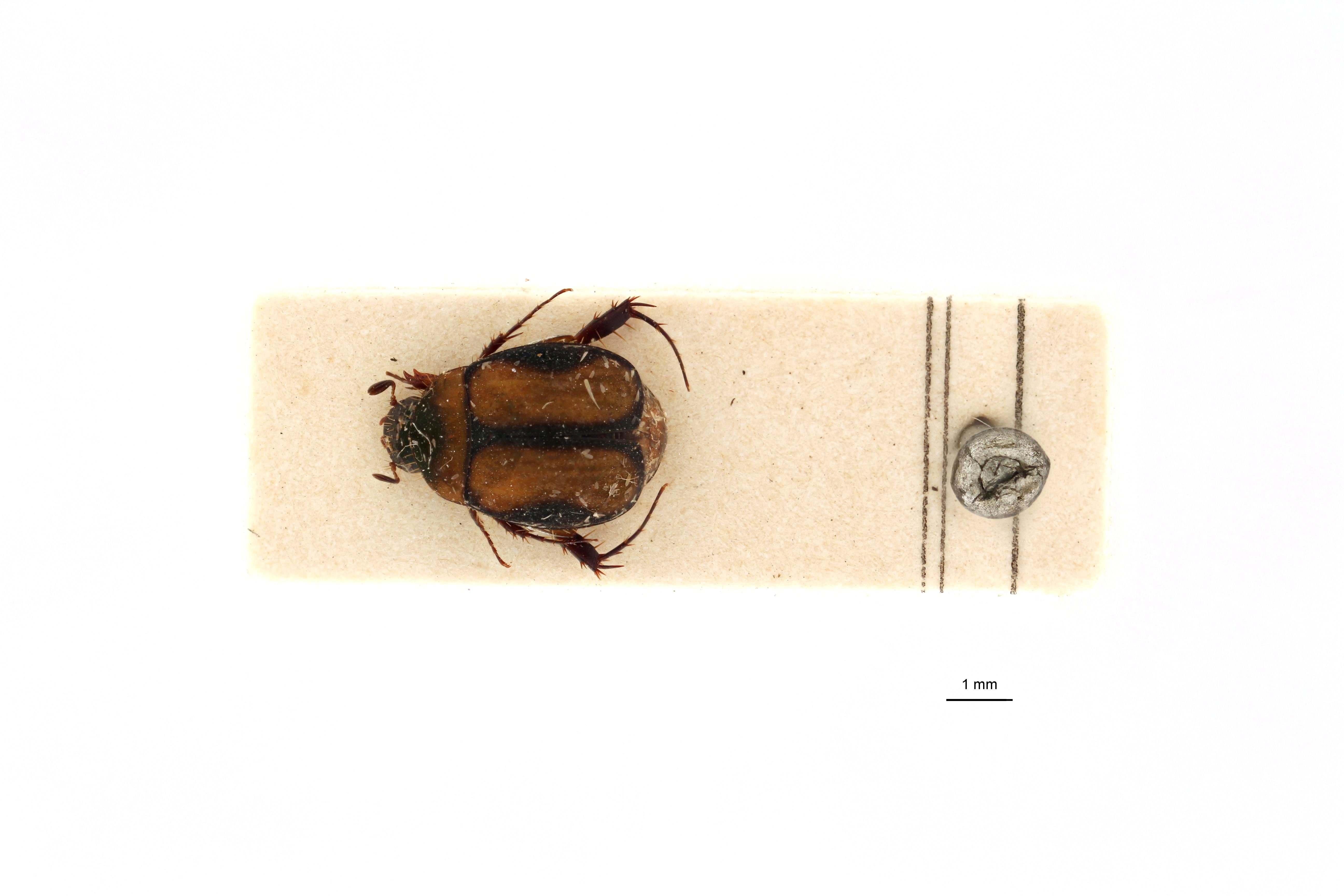 Microserica leopoldiana st D.jpg
