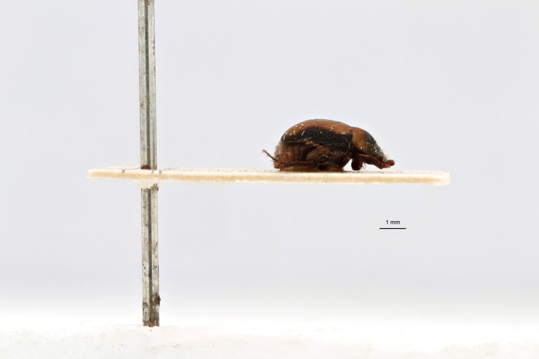 Microserica leopoldiana st L.jpg Microserica leopoldiana st L.jpg