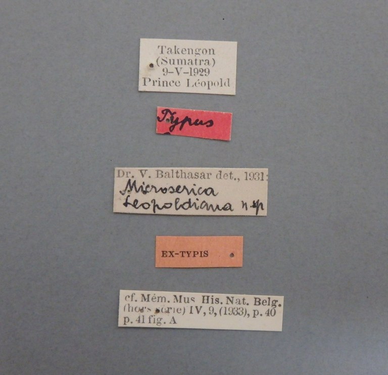 Microserica leopoldiana st.JPG Microserica leopoldiana st.JPG