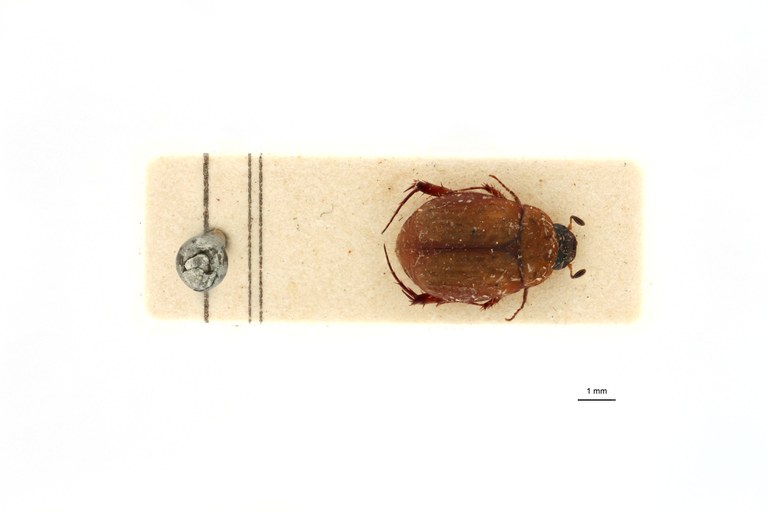 Microserica leopoldiana debilis st D.jpg Microserica leopoldiana debilis st D.jpg