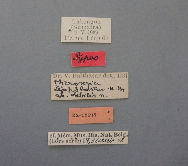 Microserica leopoldiana debilis st.JPG Microserica leopoldiana debilis st.JPG