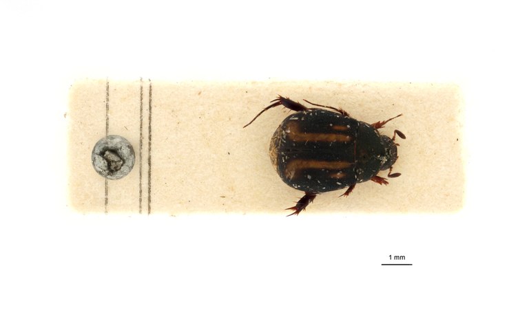 Microserica leopoldiana takengoniana st D.jpg Microserica leopoldiana takengoniana st D.jpg