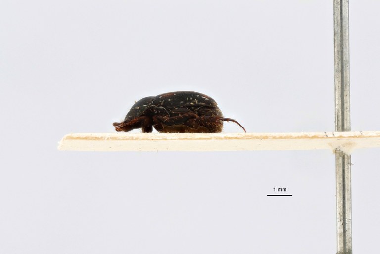 Microserica leopoldiana takengoniana st L.jpg Microserica leopoldiana takengoniana st L.jpg