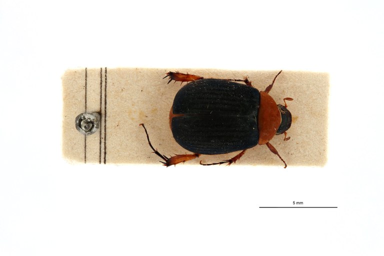Neoserica principalis t D.jpg Neoserica principalis t D.jpg