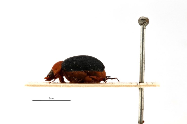 Neoserica principalis t L.jpg Neoserica principalis t L.jpg