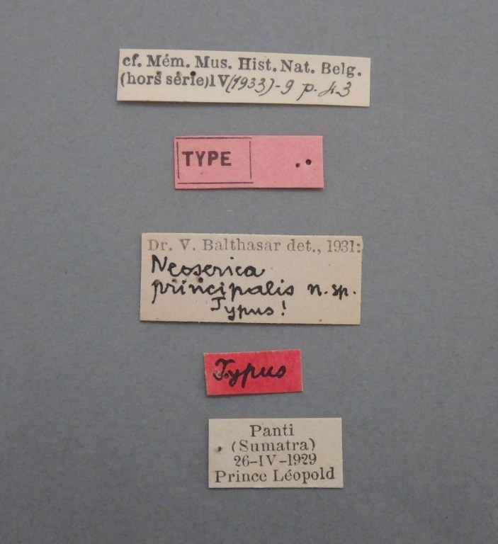 Neoserica principalis t.JPG Neoserica principalis t.JPG