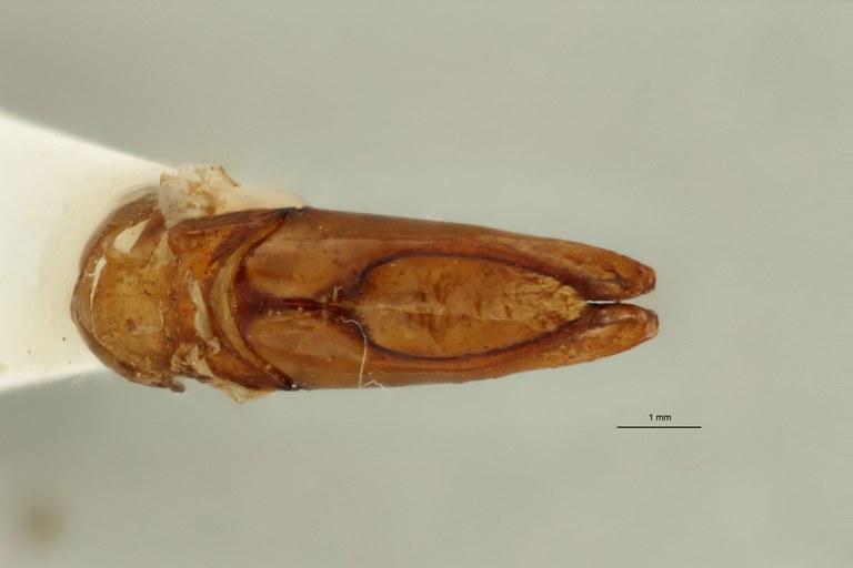 Chondrorrhina (Plaesiorrhinella) bonnardi ht Genitalia D.jpg