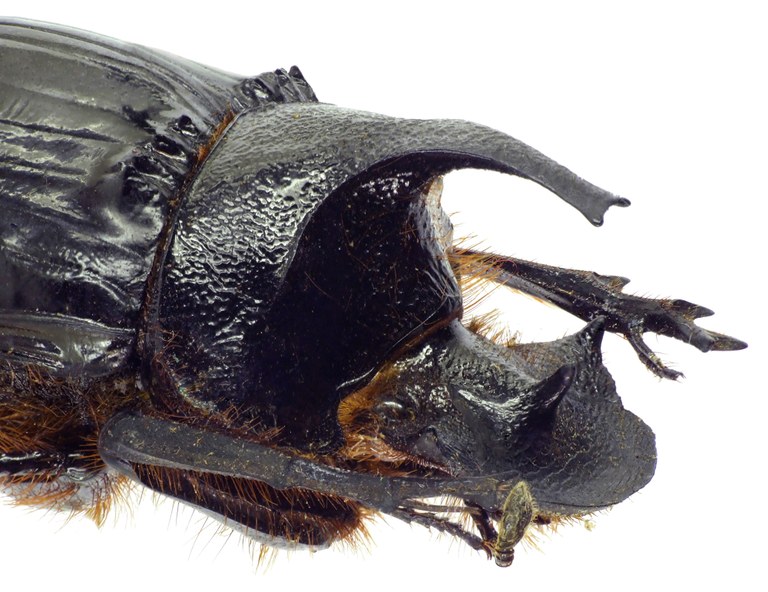 Heliocopris felschei 27928cz40.jpg Heliocopris felschei 27928cz40.jpg