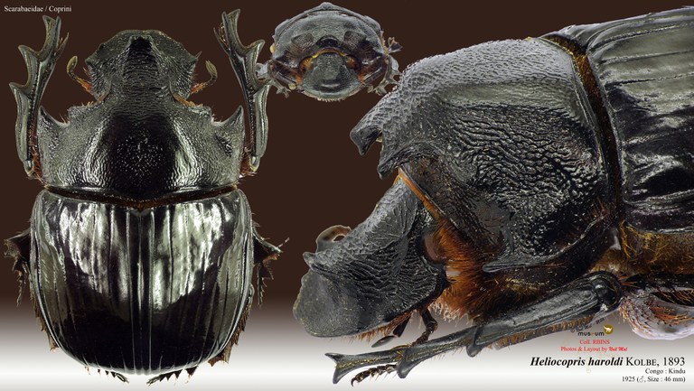 Heliocopris haroldi.jpg Heliocopris haroldi.jpg