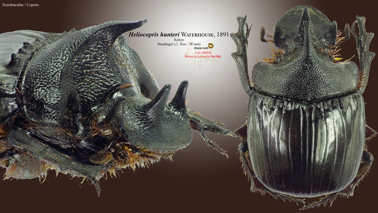 Heliocopris hunteri.jpg Heliocopris hunteri.jpg