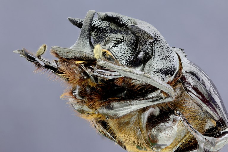 Heliocopris neptunus 36304zs56.jpg Heliocopris neptunus 36304zs56.jpg