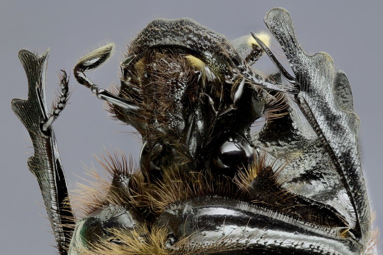 Heliocopris neptunus 36357zs32.jpg Heliocopris neptunus 36357zs32.jpg