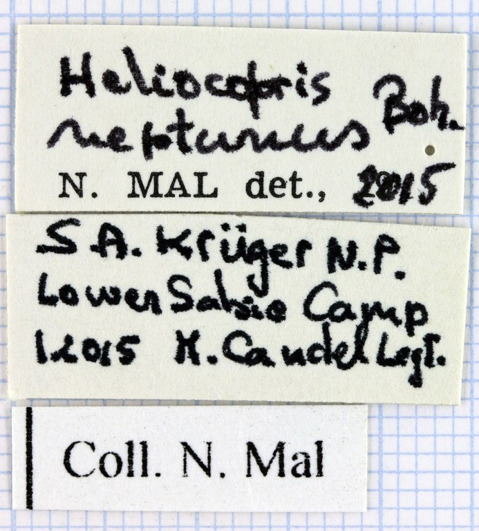 Heliocopris neptunus 36433.jpg Heliocopris neptunus 36433.jpg