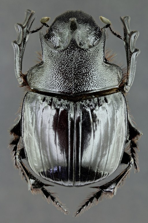 Heliocopris neptunus 36480zs92.jpg Heliocopris neptunus 36480zs92.jpg