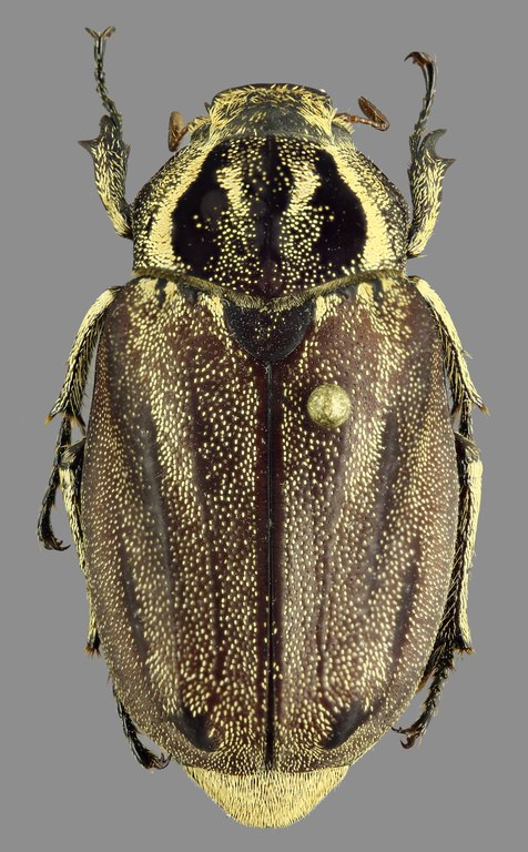 Afrolepis congoensis D