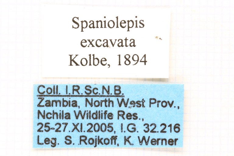 Spaniolepis excavata labels