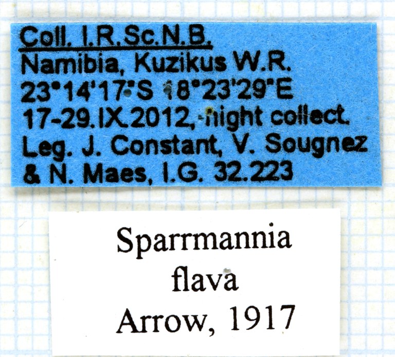Sparrmannia flava labels