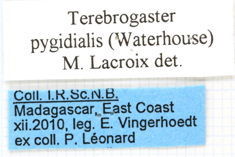 Terebrogaster pygidialis labels
