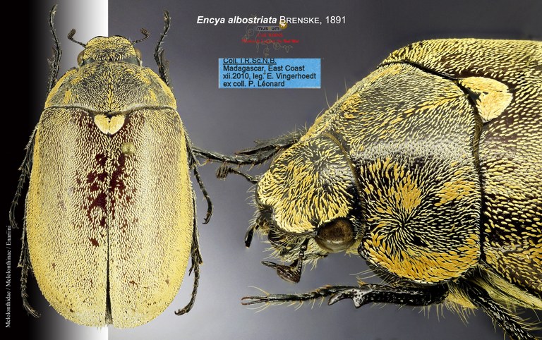 Encya albostriata overview
