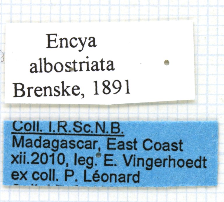 Encya albostriata labels