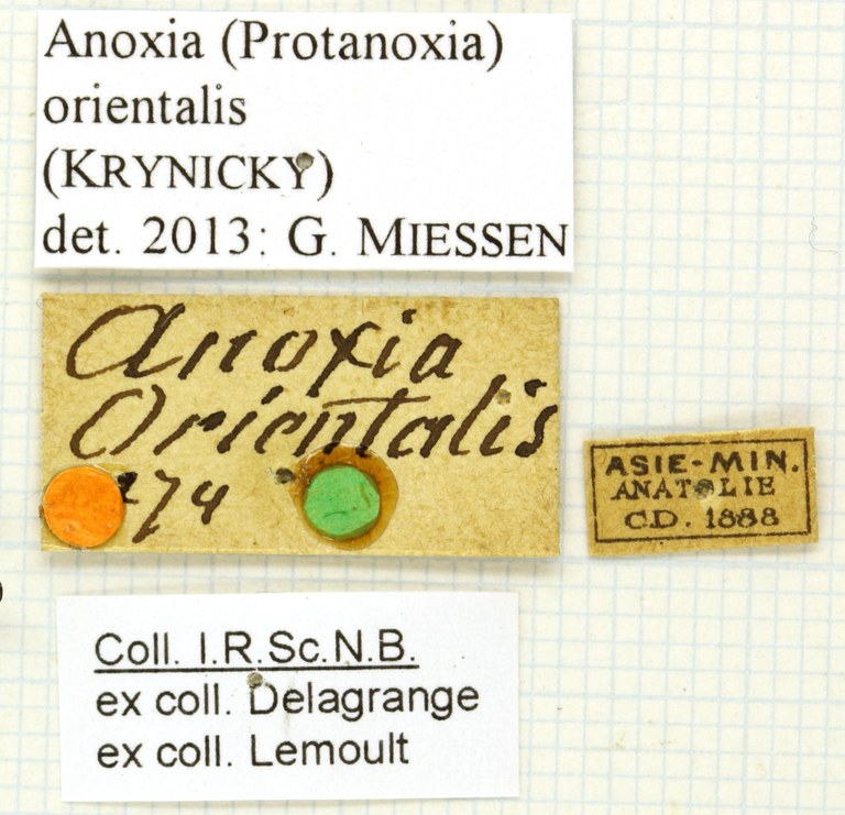 Anoxia orientalis labels