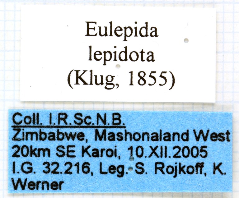 Eulepida lepidota labels