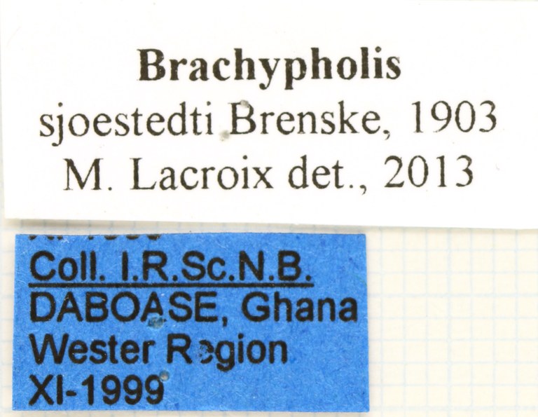 Brachypholis sjoestedti labels