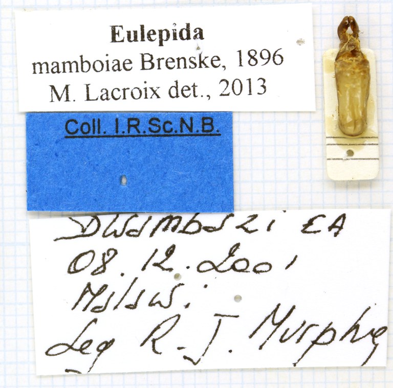 Eulepida mamboiae labels