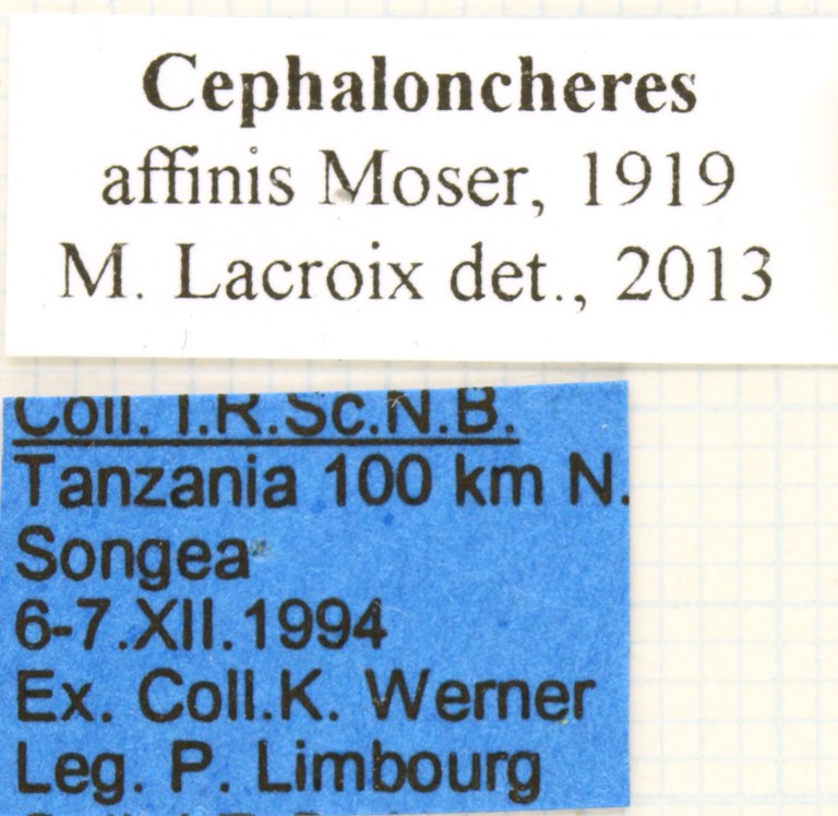 Cephaloncheres affinis labels