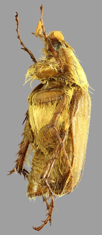 Cephaloncheres affinis L