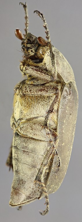 Lepidomela borana L