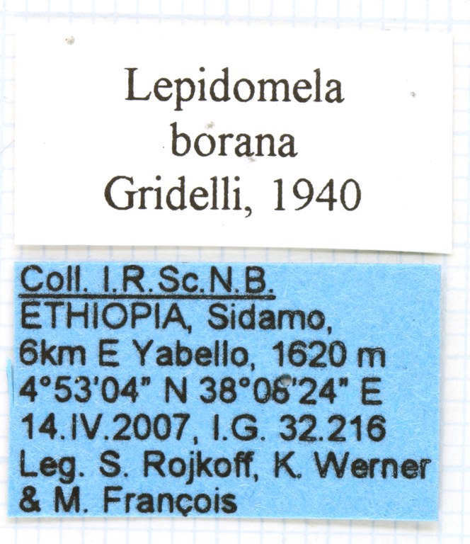 Lepidomela borana labels