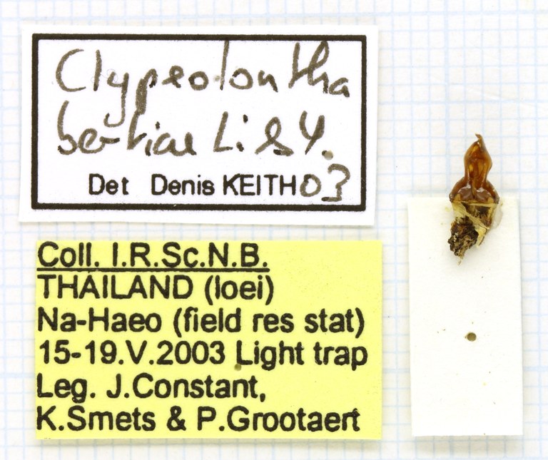 Clypeolontha bertiae labels