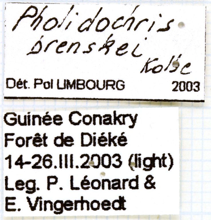 Pholidochris brenskei labels