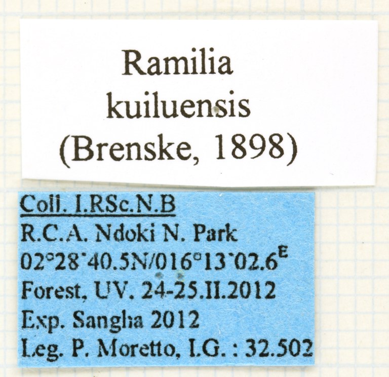 Ramilia kuiluensis labels