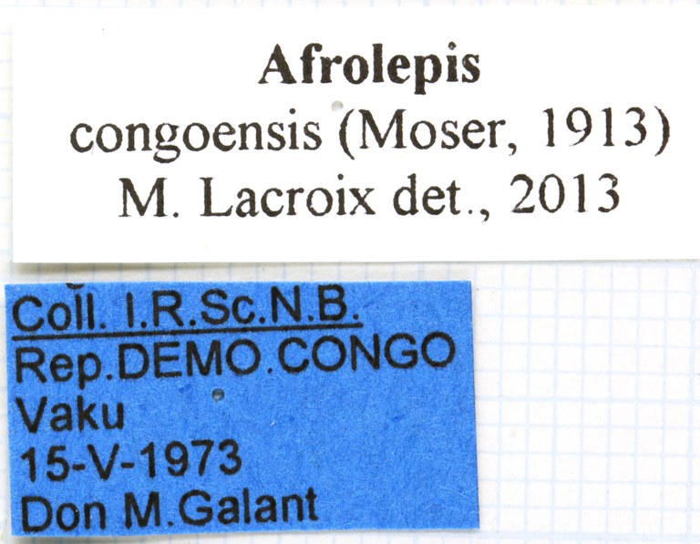 Afrolepis congoensis labels
