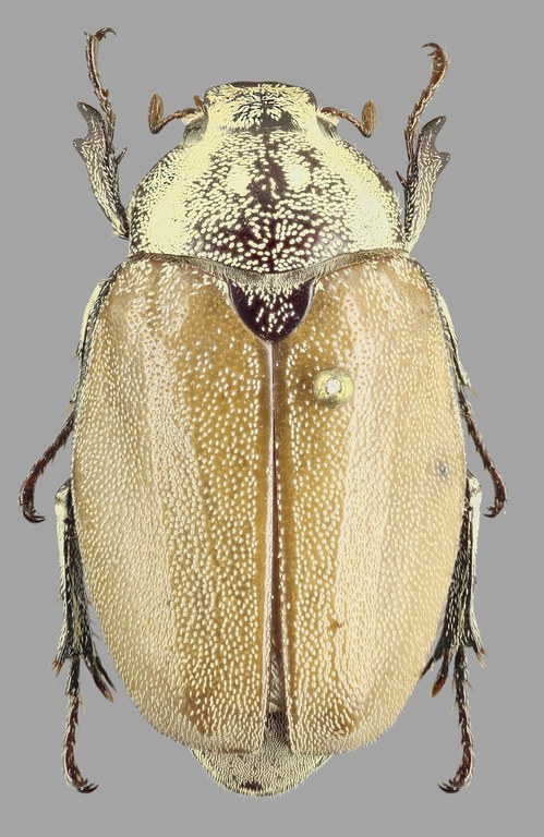 Afrolepis kivuensis D