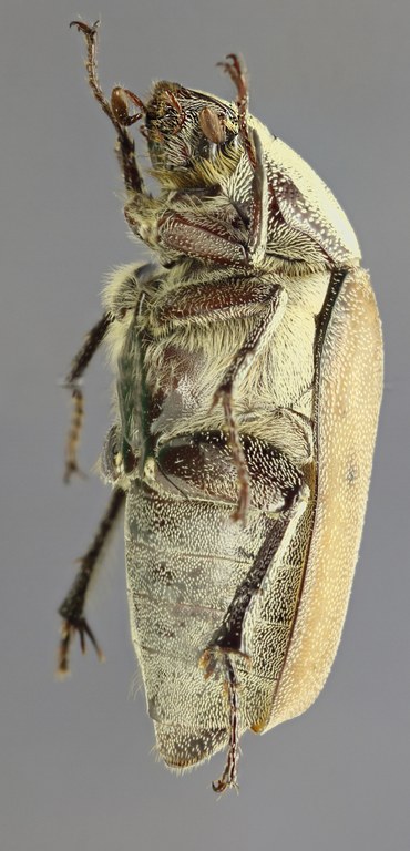 Afrolepis kivuensis L