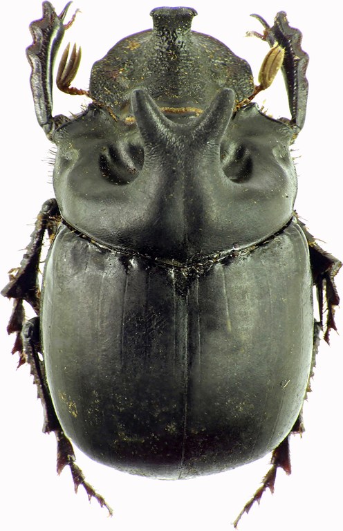 Pinotus diabolicus 27865cz75.jpg Pinotus diabolicus 27865cz75.jpg
