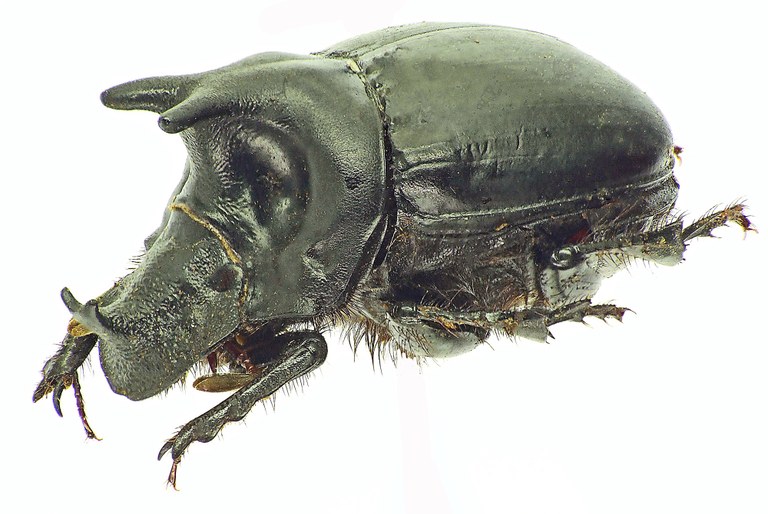 Pinotus diabolicus 27876cz85.jpg Pinotus diabolicus 27876cz85.jpg
