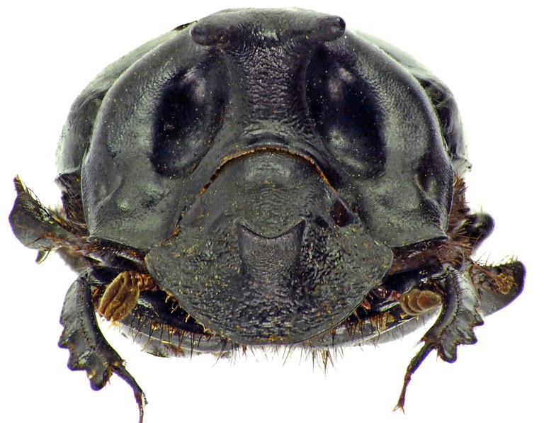 Pinotus diabolicus 27886cz94.jpg Pinotus diabolicus 27886cz94.jpg